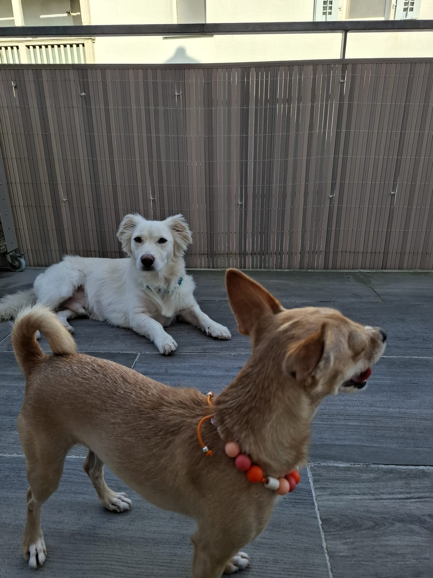 Sunset Bubble EM-Keramik-Zeckenschutz-Halsband