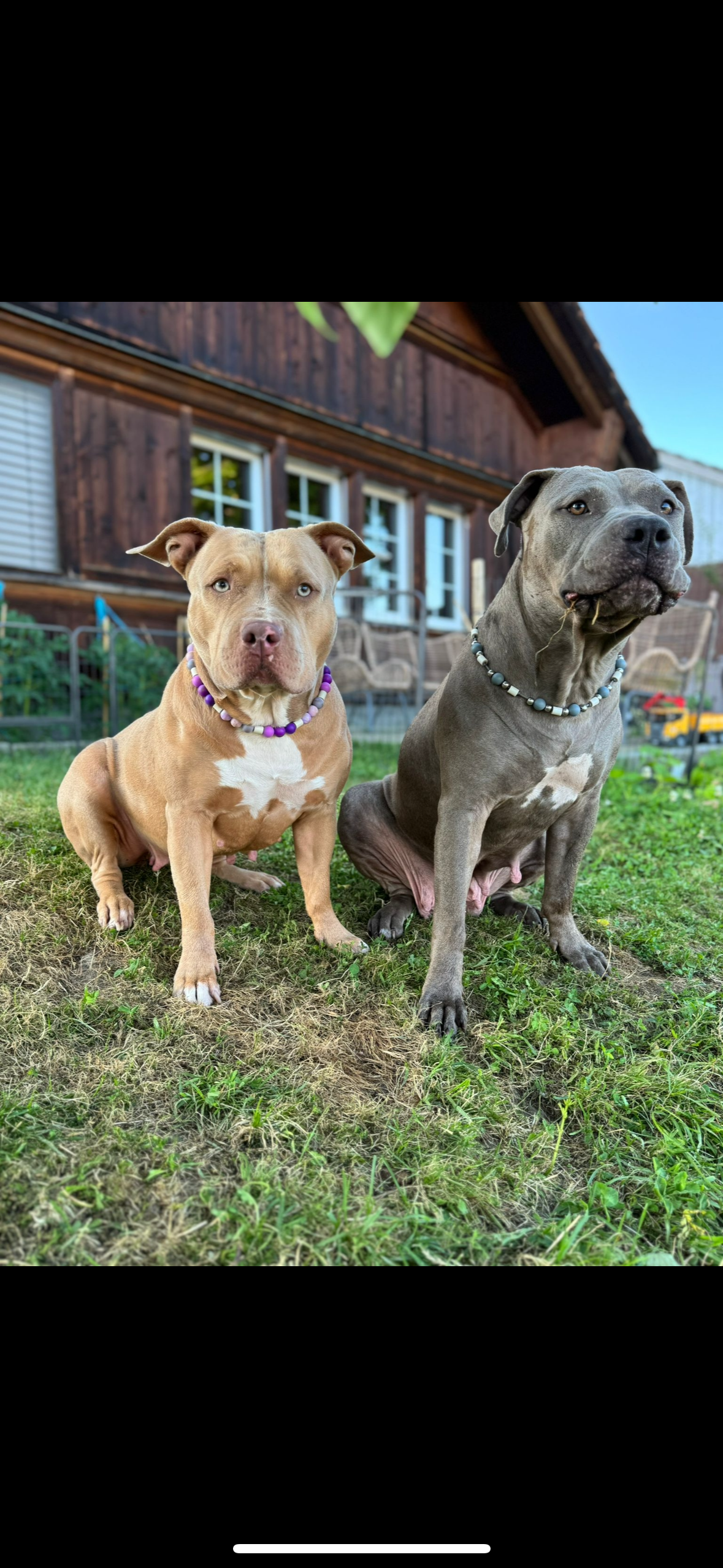 Bubble Majesty EM-Keramik-Zeckenschutz Halsband