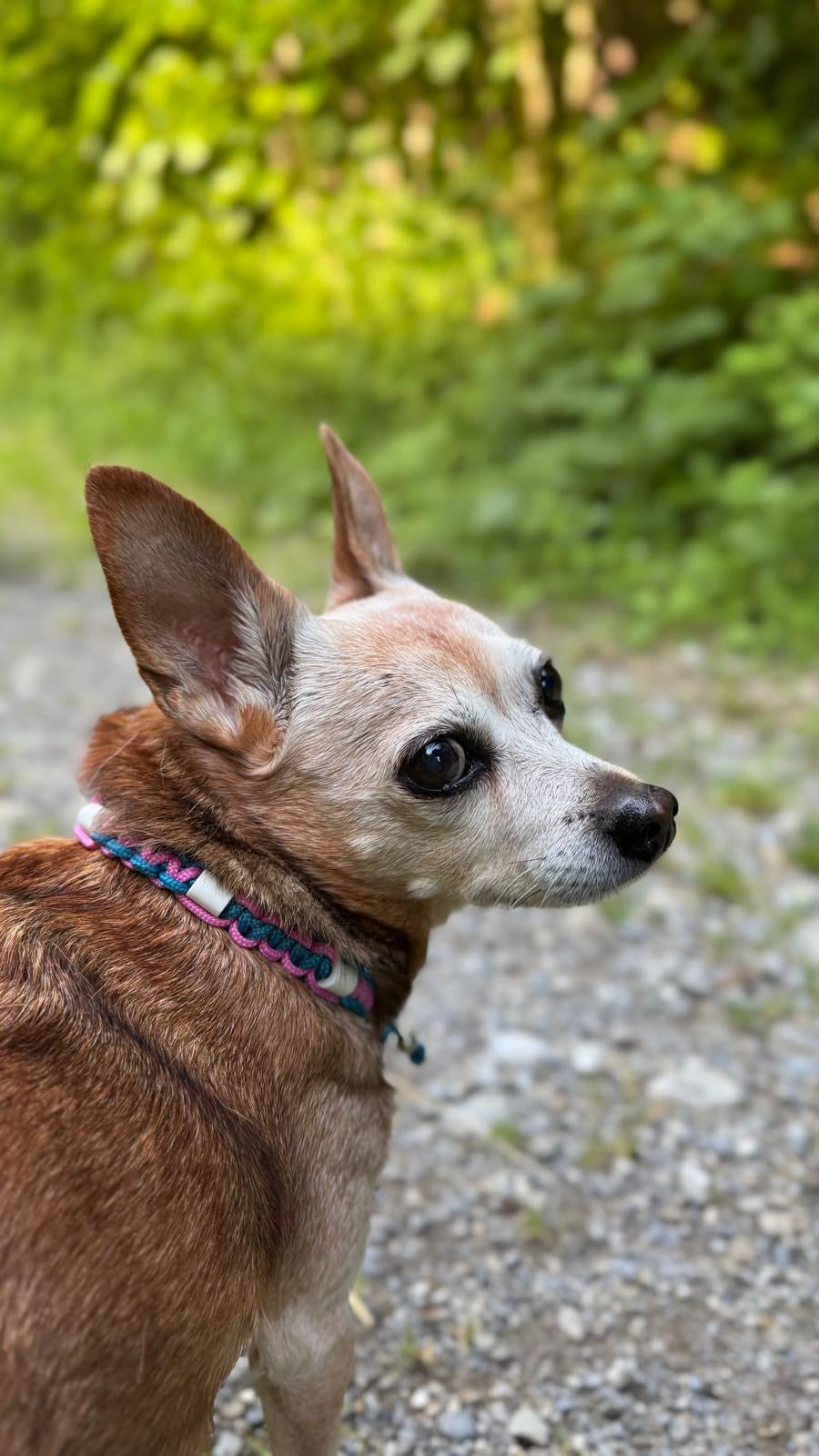 Bubble Breeze EM-Keramik-Zeckenschutz-Halsband