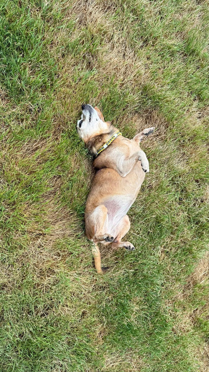 Yellow Storm EM-Keramik-Zeckenschutzhalsband