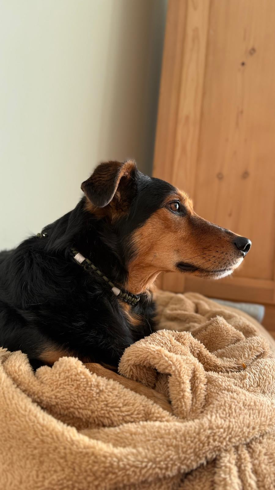 Forest Calm EM-Keramik-Zeckenschutz-Halsband