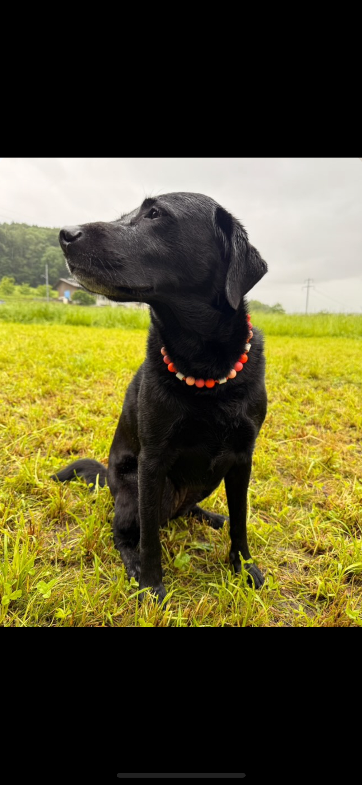 Sunset Bubble EM-Keramik-Zeckenschutz-Halsband